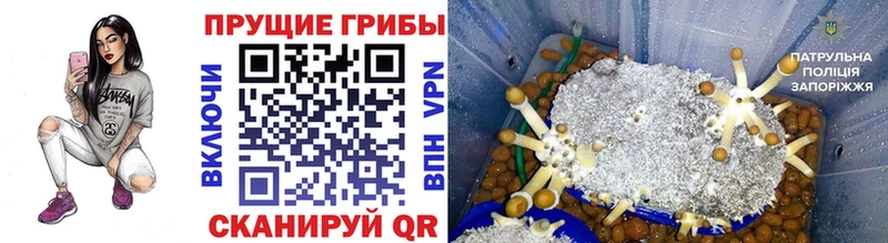 сколько стоит  Усть-Джегута  Псилоцибиновые грибы прущие грибы 
